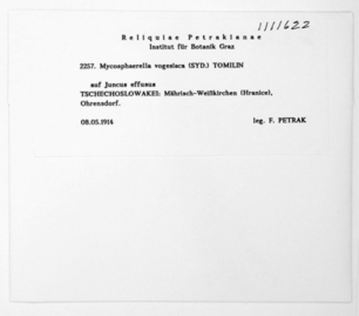 Mycosphaerella vogelii image